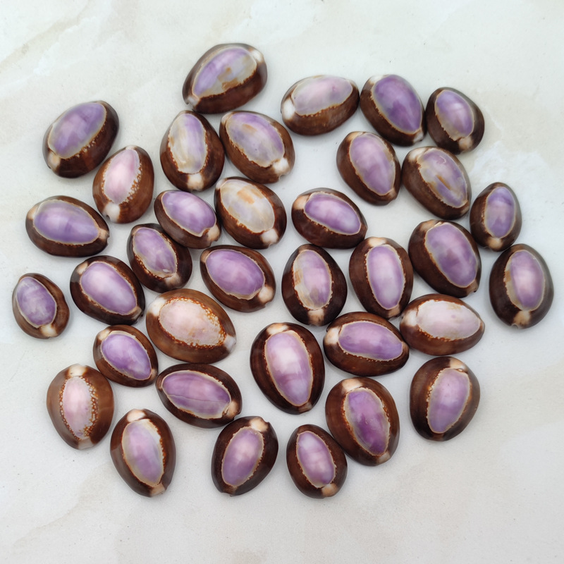 Marine Aquarium Hermit Crab - Natural Cypraea carneola Shell - Purple