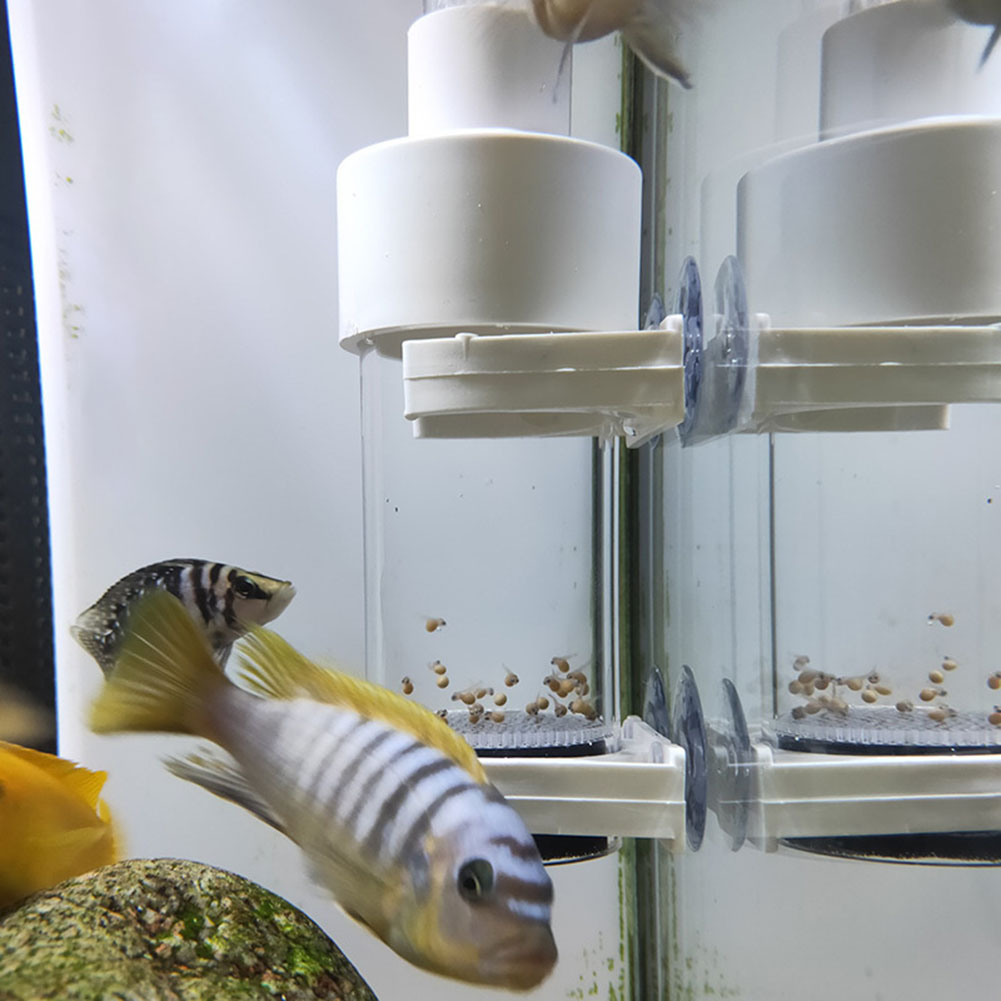 40mm Aquarium Cichlids Hatcher - Marine Aquarium Kit review and price