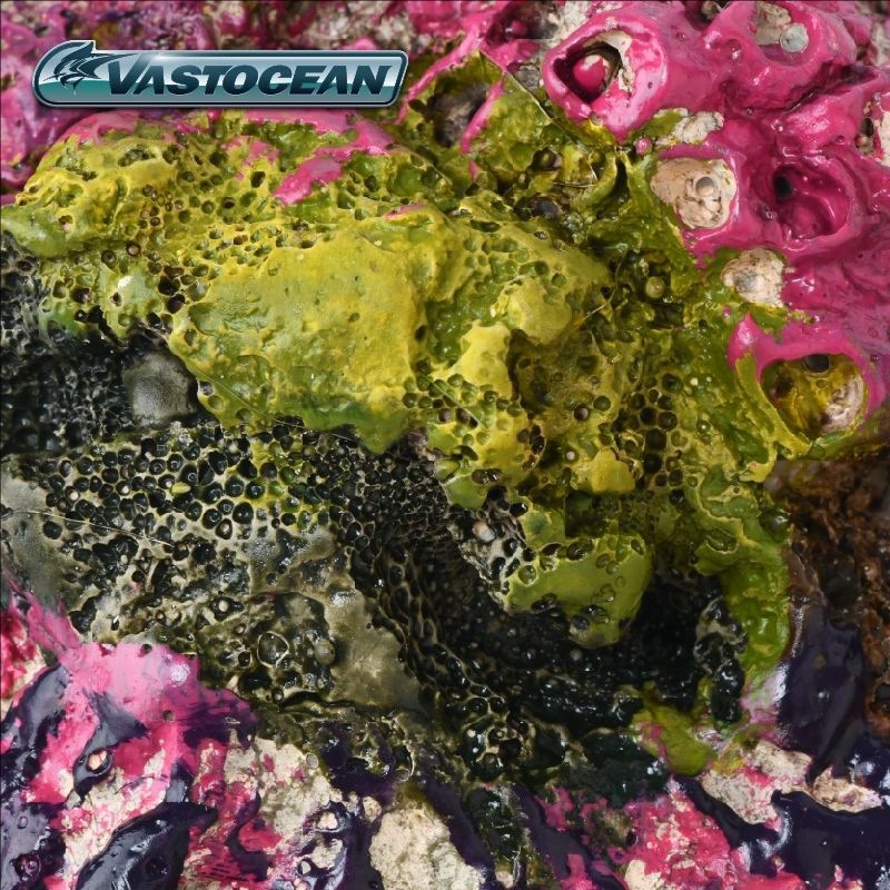 VASTOCEAN Saltwater Aquarium C - Marine Aquarium Hermit Crab review and price