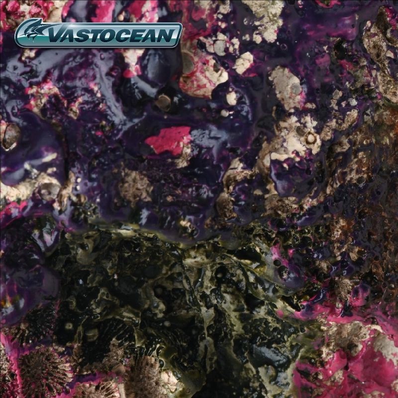 VASTOCEAN Saltwater Aquarium C - Marine Aquarium Hermit Crab review and price