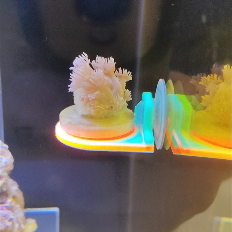 Color Random Coral Frag Holder - Aquarium Marine Color review and price