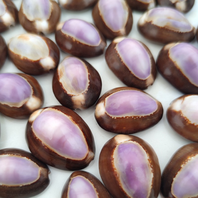 Natural Cypraea carneola Shell - Marine Aquarium Hermit Crab review and price
