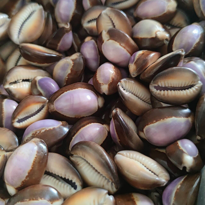 Natural Cypraea carneola Shell - Marine Aquarium Hermit Crab review and price